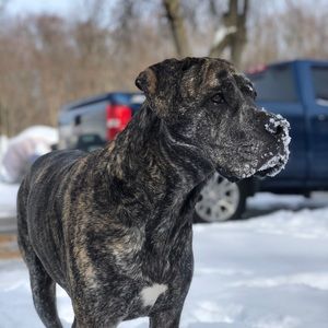 Meet your Posher, Dylan